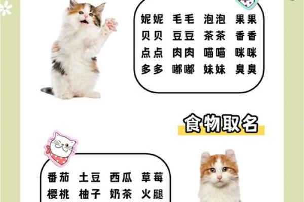 用星座给小猫起名子