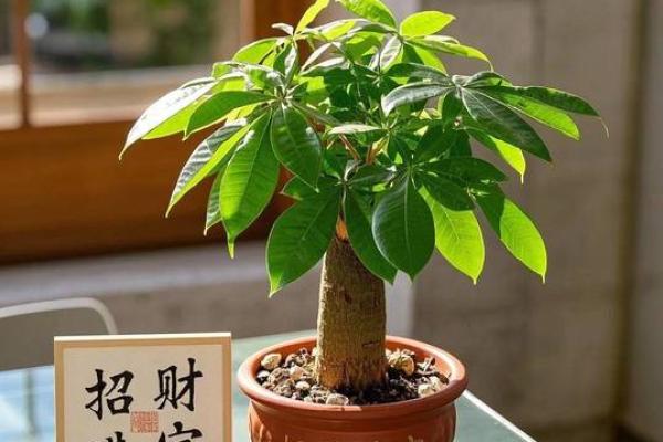 风水催财大全，肯定有适合你的