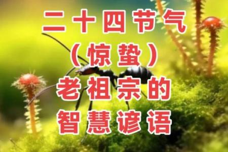 黄历惊蛰是什么意思,运气好命短