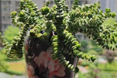 有哪些植物可以改变风水呢？
