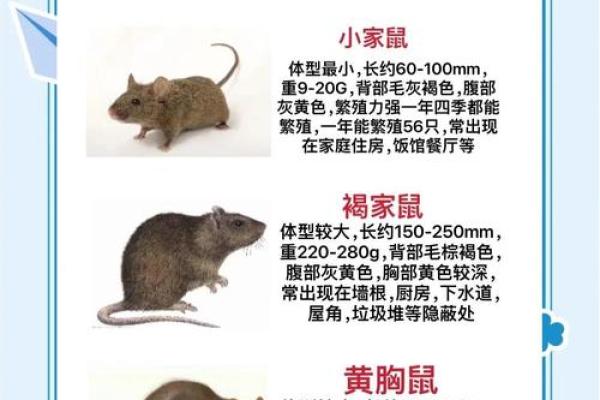 鼠在民间民俗的作用