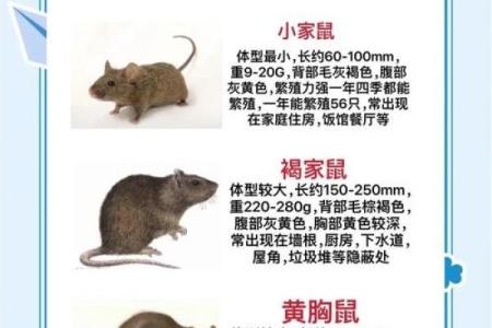 鼠在民间民俗的作用