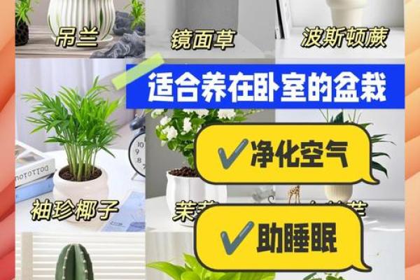 儿童卧室摆放植物风水宜忌