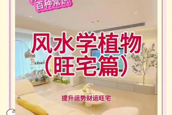 房子外种什么植物更好风水