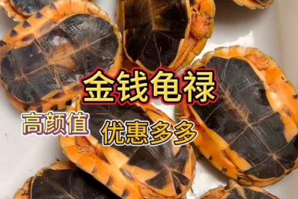 风水招财龟怎么养 养招财龟的好处