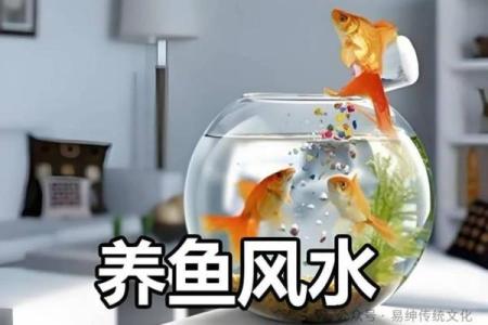 家里养风水鱼养几条比较好？有什么讲究吗？