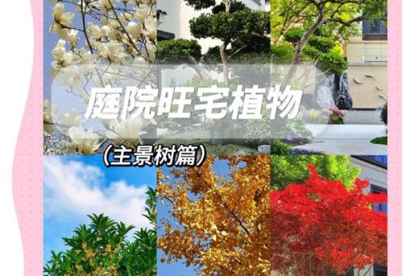 庭院花草的摆放和种类对风水有什么影响