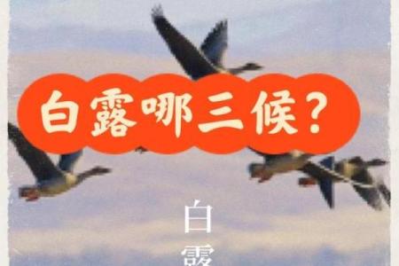 白露这一天有什么民俗-