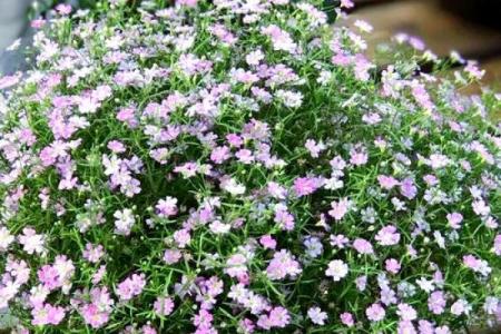 花类百科：和满天星很像的花都有哪些