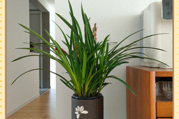 家里装修放什么植物，对风水好