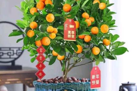 家里装修放什么植物，对风水好
