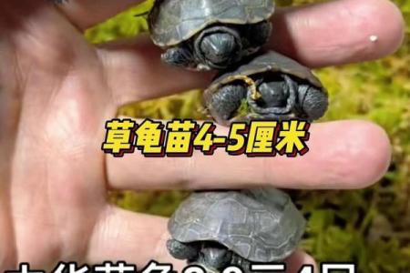养多少只龟 养龟风水 养几只龟好
