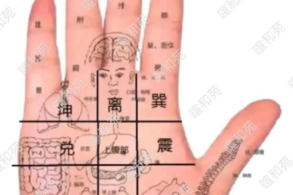 《手相学习百科》：双手之间的差异