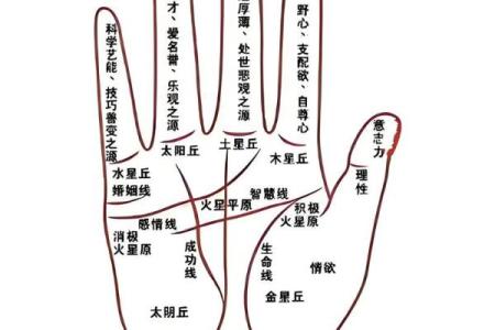看指纹算命