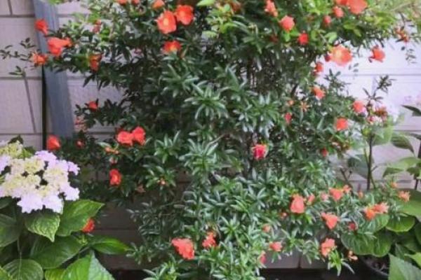 在家里种植哪些果树能符合风水规律