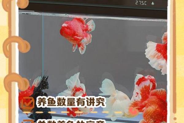 家庭中养鱼，要注意的风水详解