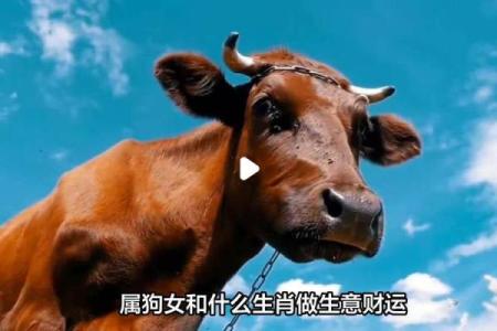 生肖风水_什么生肖做生意的人最多