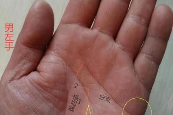 《手相学习百科》：感情线