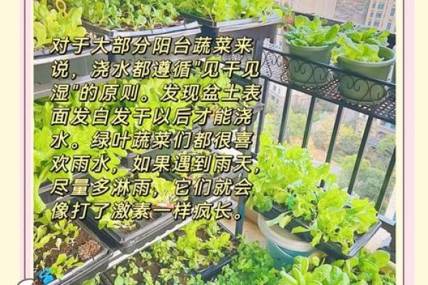 房子周围种菜有风水讲究吗