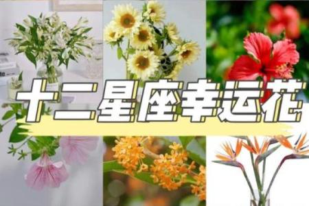 雏菊的星座特点及性格解析，你知道吗？