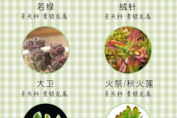 多肉星座系列怎么区分