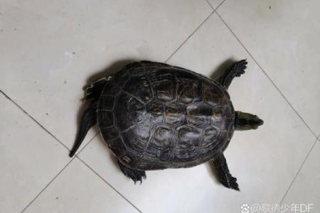 家里养乌龟需注意哪些风水问题