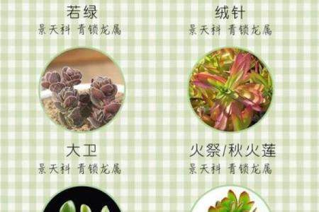 多肉星座系列怎么区分