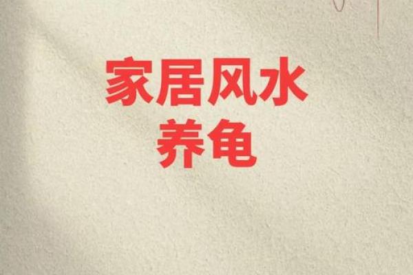 风水化煞龟选哪种如何选择适合自己的？
