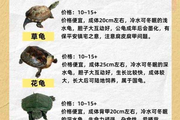 风水化煞龟选哪种如何选择适合自己的？