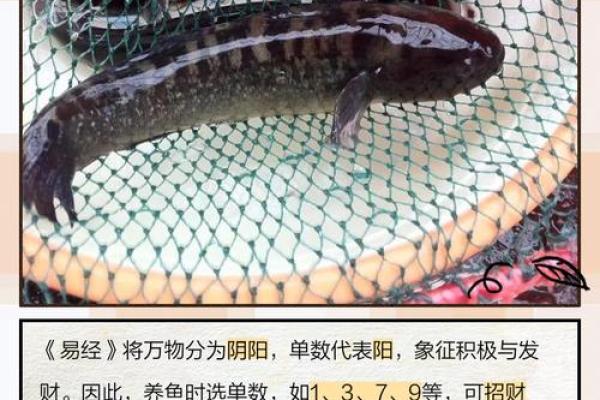 家庭养风水鱼适合哪几种？