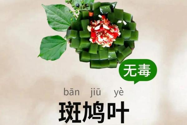 斑鸠的风水作用