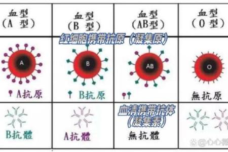 哪一种血型的人最擅长撒谎
