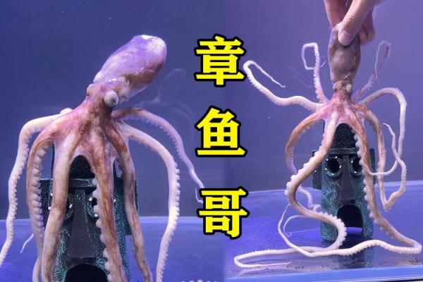 章鱼姓名配对三藏 章鱼的另一个名字叫什么？