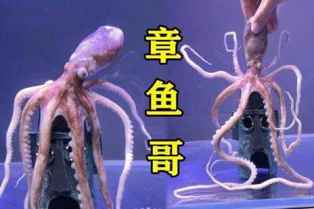 章鱼姓名配对三藏 章鱼的另一个名字叫什么？