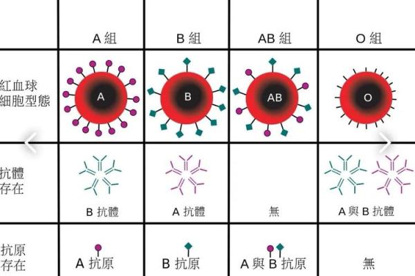 血型占比排行 哪种血型比例最高