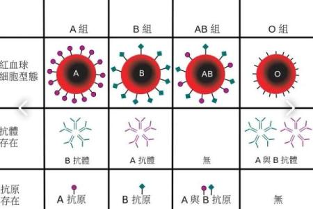 血型占比排行 哪种血型比例最高
