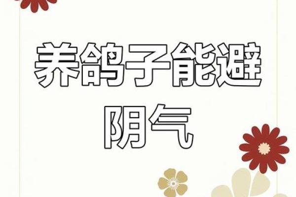 养鸽子与风水家庭和谐的源泉