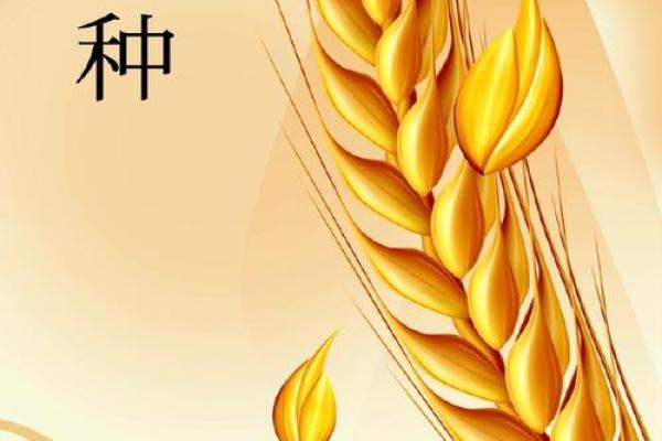 芒种前出生好还是芒种后 2024年芒种出生人的八字