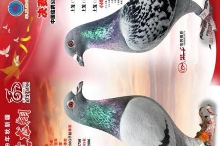 养鸽子与风水家庭和谐的源泉