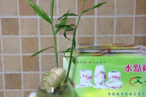 家种姜风水好吗
