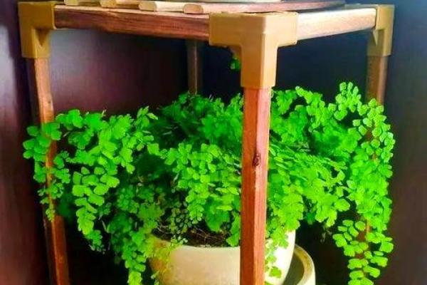卫生间摆放植物有哪些风水讲究