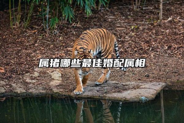 属猪男和什么属相配吗，属猪男和什么属相配对？