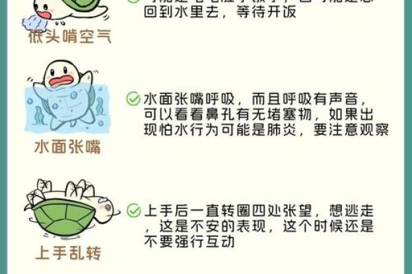 什么人不能养龟风水与属相禁忌化解