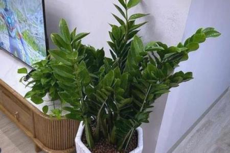 简单的风水改运，绿植摆放指南