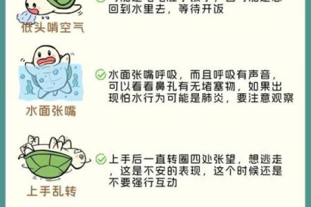 什么人不能养龟风水与属相禁忌化解