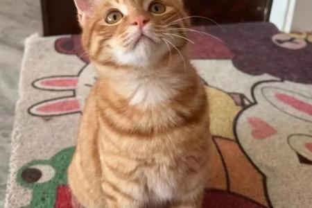 怎么给公猫姓名配对呢图片 怎么给公猫取名字好听？