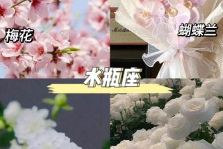 十二星座什么花适合自己