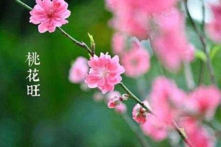免费桃花运抽签占卜,免费算命东方神算