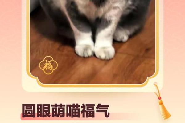 风水猫不请自来兆头寓意什么