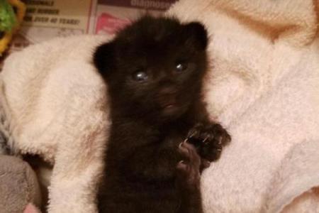 风水猫不请自来兆头寓意什么
